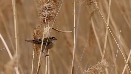 Kındıra kamışçını