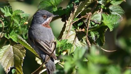 Bıyıklı ötleğen