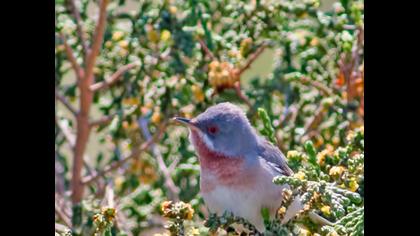 Bıyıklı ötleğen
