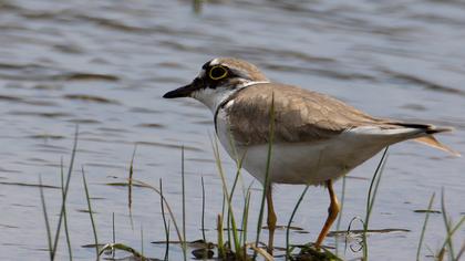 Halkalı küçük cılıbıt