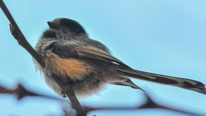Uzunkuyruklu baştankara