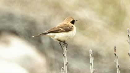 Karakulaklı kuyrukkakan