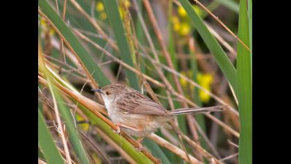 Dikkuyruklu ötleğen