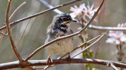 Bıyıklı ötleğen