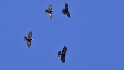 Sarıgagalı dağ kargası