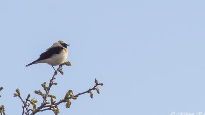 Karakulaklı kuyrukkakan