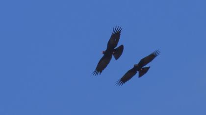 Kırmızıgagalı dağ kargası