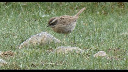 Sürmeli dağbülbülü