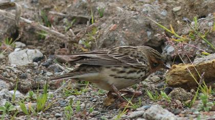 Kızılgerdanlı incirkuşu