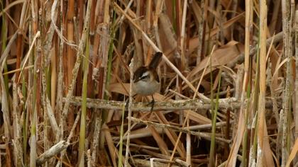 Bıyıklı kamışçın