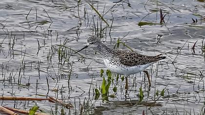 Bataklık düdükçünü