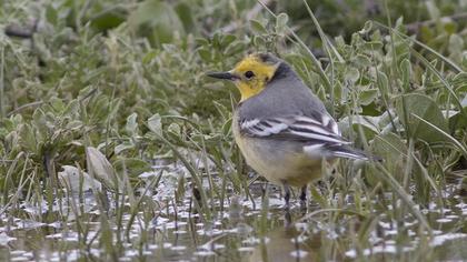 Sarıbaşlı kuyruksallayan