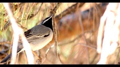 Karaboğazlı ötleğen
