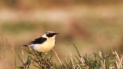 Karakulaklı kuyrukkakan