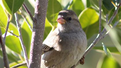 House Sparrow