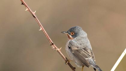 Bıyıklı ötleğen