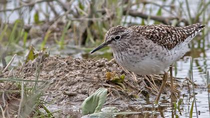 Orman düdükçünü