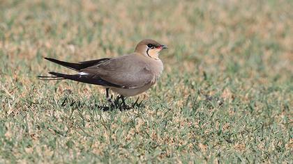Bataklıkkırlangıcı