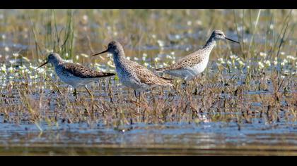 Bataklık düdükçünü