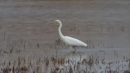 Büyük ak balıkçıl
