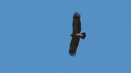 Küçük orman kartalı