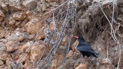 Kırmızıgagalı dağ kargası