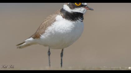 Halkalı küçük cılıbıt