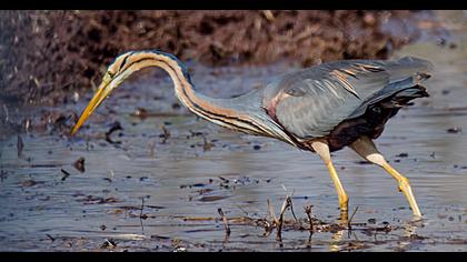 Erguvani balıkçıl
