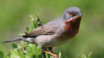 Bıyıklı ötleğen