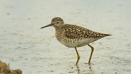 Orman düdükçünü