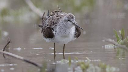 Bataklık düdükçünü