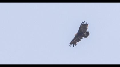 Büyük orman kartalı