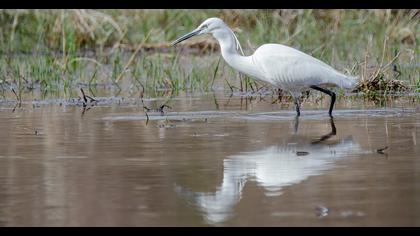 Küçük ak balıkçıl