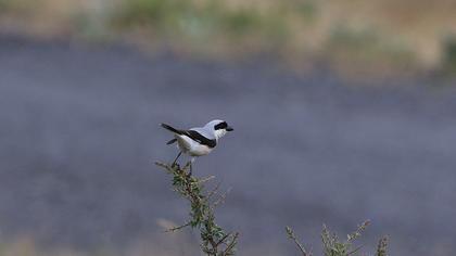 Karaalınlı örümcekkuşu