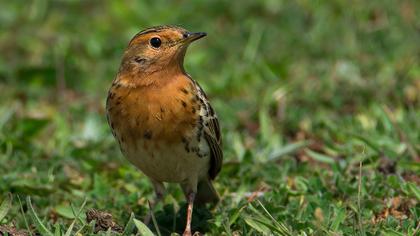 Kızılgerdanlı incirkuşu