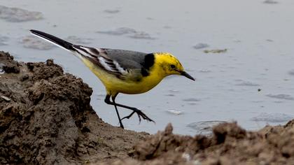 Sarıbaşlı kuyruksallayan