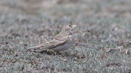 Türkistan çorak toygarı