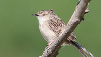 Dikkuyruklu ötleğen