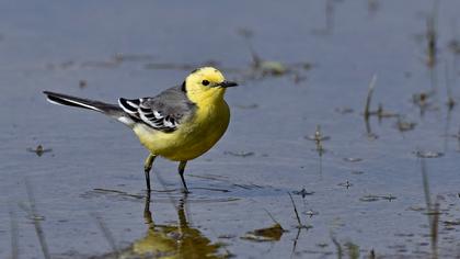 Sarıbaşlı kuyruksallayan