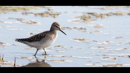 Orman düdükçünü