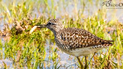 Orman düdükçünü