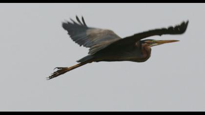 Erguvani balıkçıl