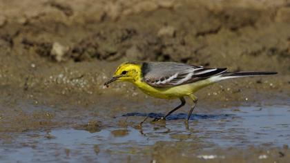 Sarıbaşlı kuyruksallayan