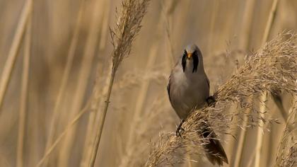 Bıyıklı baştankara