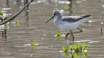 Bataklık düdükçünü