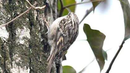 Bahçe tırmaşıkkuşu