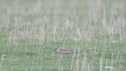 Sürmeli kervançulluğu