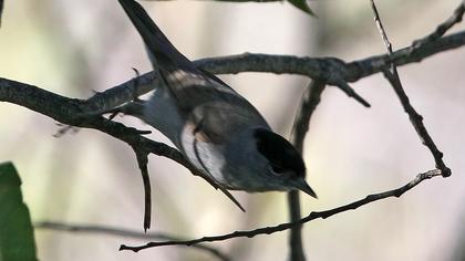 Karabaşlı ötleğen