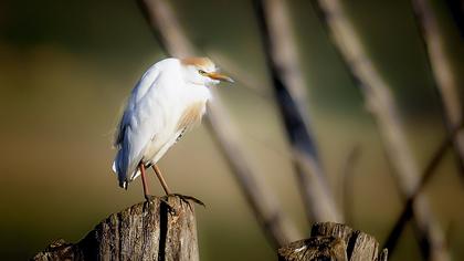 Sığır balıkçılı