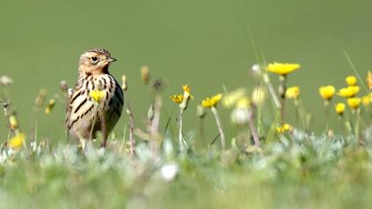 Kızılgerdanlı incirkuşu